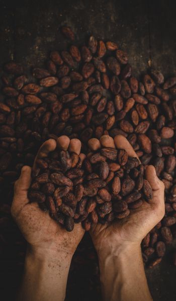 cocoa beans, hands Wallpaper 600x1024