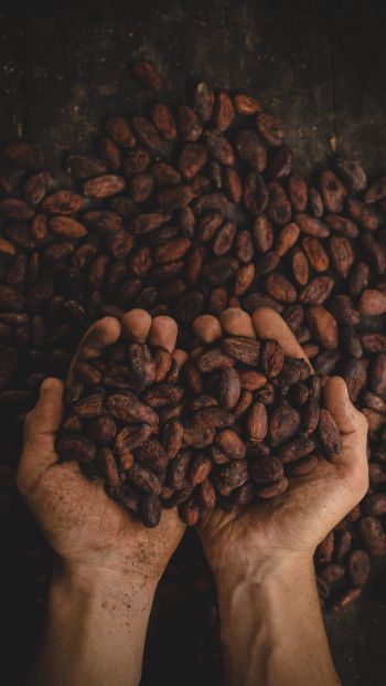 cocoa beans, hands Wallpaper 640x1136