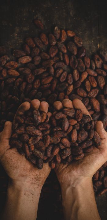 cocoa beans, hands Wallpaper 1440x2960