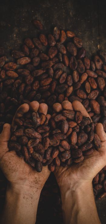 cocoa beans, hands Wallpaper 1440x3040
