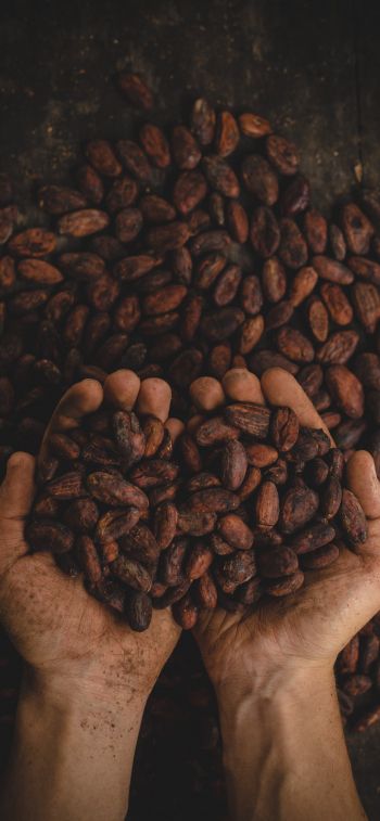 cocoa beans, hands Wallpaper 1242x2688