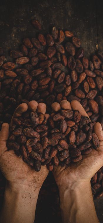 cocoa beans, hands Wallpaper 1080x2340