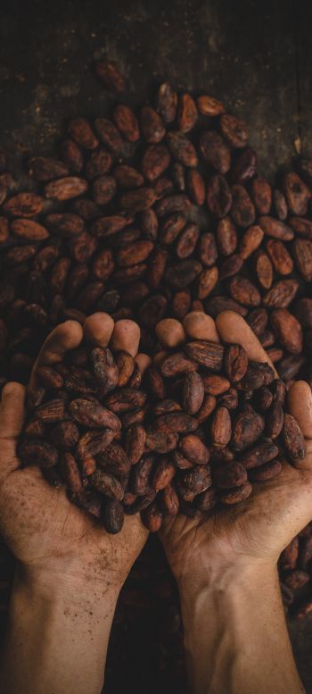 cocoa beans, hands Wallpaper 1080x2400
