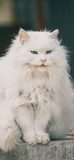 white cat, blue eyes Wallpaper 1170x2532