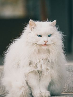 Обои 1536x2048 белый кот, голубые глаза