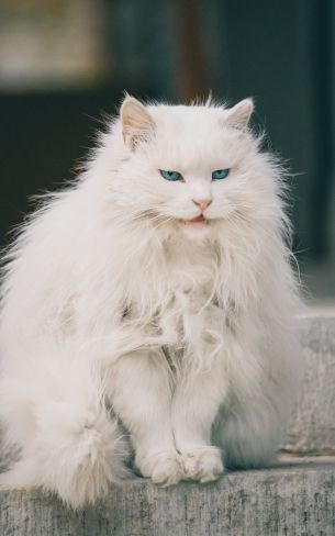 Обои 1600x2560 белый кот, голубые глаза