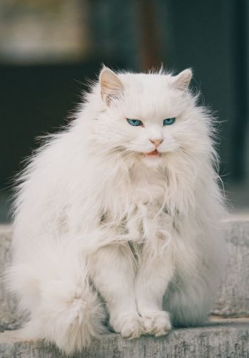 Обои 1640x2360 белый кот, голубые глаза