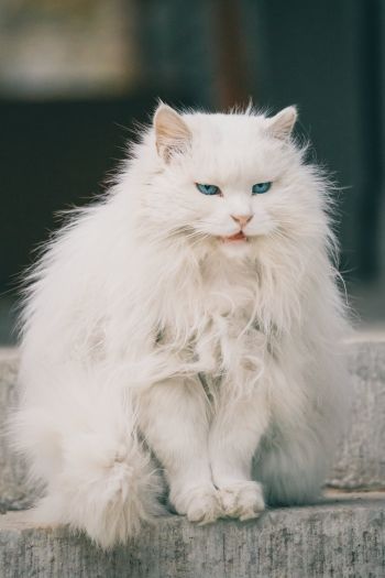 Обои 640x960 белый кот, голубые глаза