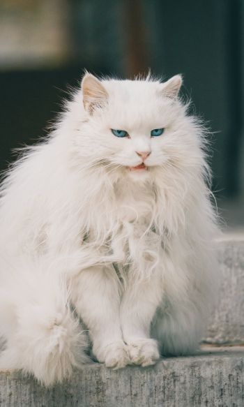 Обои 1200x2000 белый кот, голубые глаза