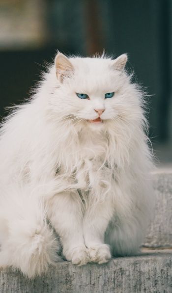Обои 600x1024 белый кот, голубые глаза
