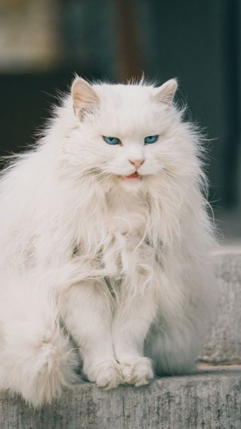 Обои 640x1136 белый кот, голубые глаза