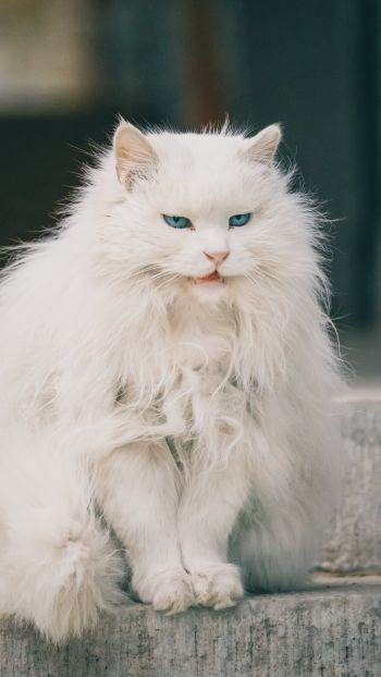 Обои 750x1334 белый кот, голубые глаза