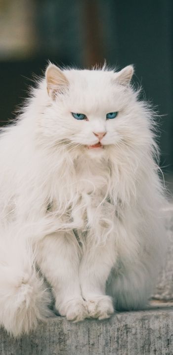 Обои 1440x2960 белый кот, голубые глаза