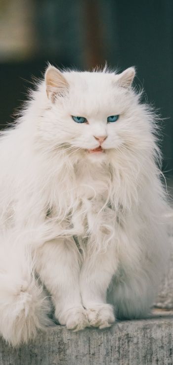 Обои 720x1520 белый кот, голубые глаза