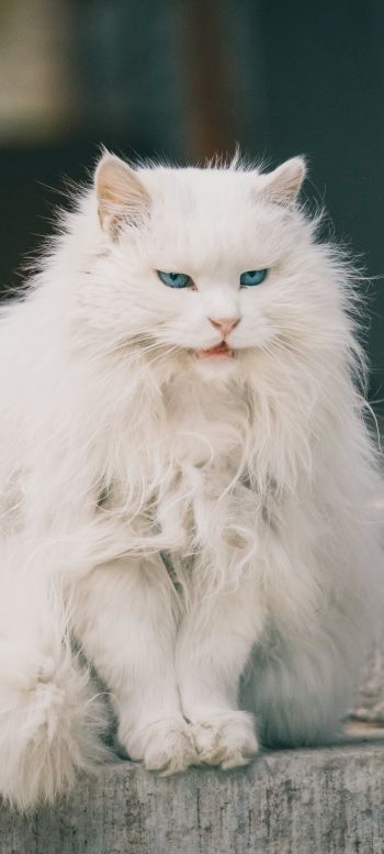 Обои 1080x2400 белый кот, голубые глаза