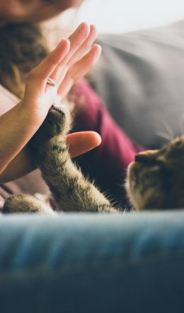 cat paw, hand Wallpaper 600x1024