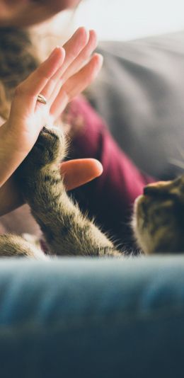 cat paw, hand Wallpaper 1080x2220