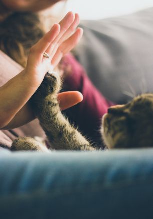 cat paw, hand Wallpaper 1640x2360