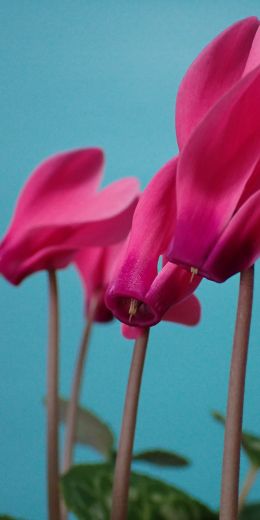 flower, houseplant Wallpaper 720x1440