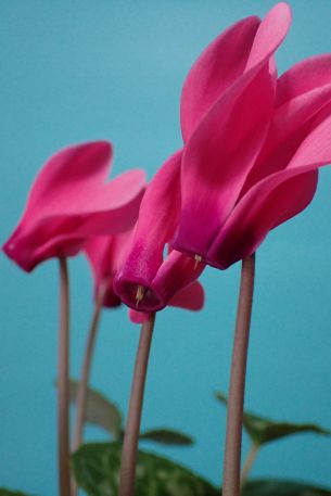 flower, houseplant Wallpaper 640x960