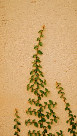 plant, hops Wallpaper 640x1136