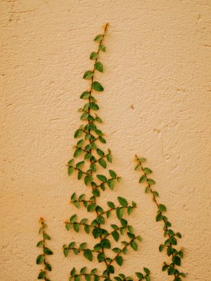 plant, hops Wallpaper 2048x2732