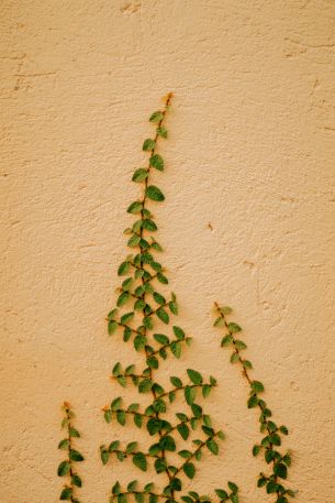 plant, hops Wallpaper 640x960