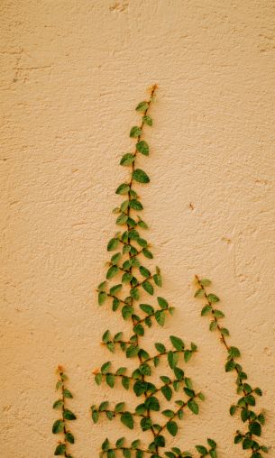 plant, hops Wallpaper 1200x2000