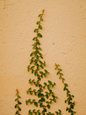 plant, hops Wallpaper 1620x2160