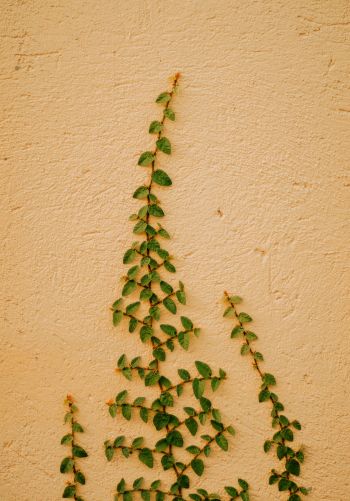 plant, hops Wallpaper 1668x2388