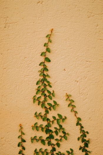 plant, hops Wallpaper 640x960