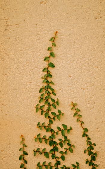 plant, hops Wallpaper 1752x2800