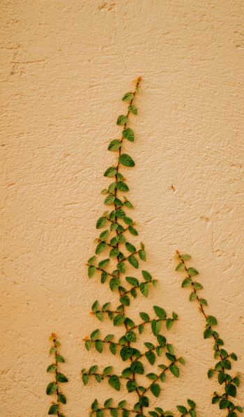 plant, hops Wallpaper 600x1024