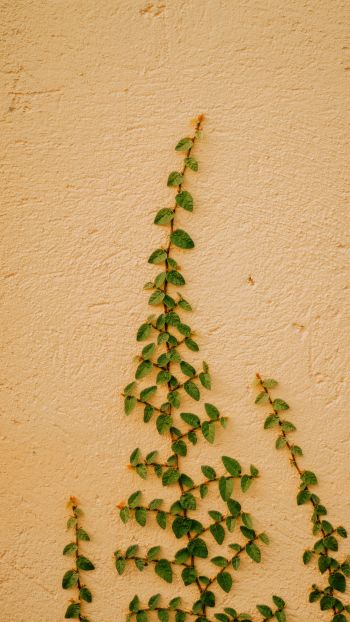 plant, hops Wallpaper 2160x3840
