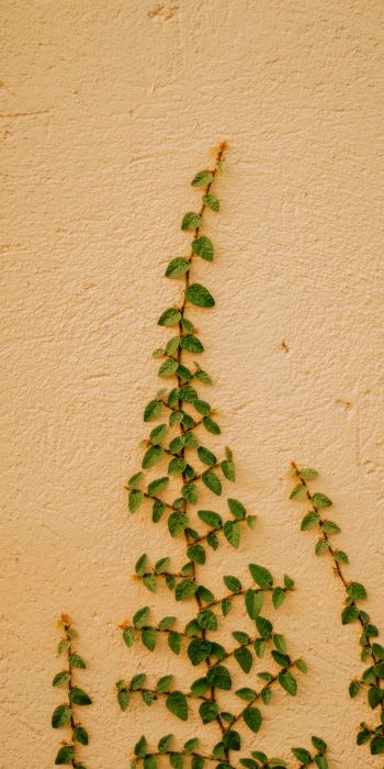 plant, hops Wallpaper 720x1440
