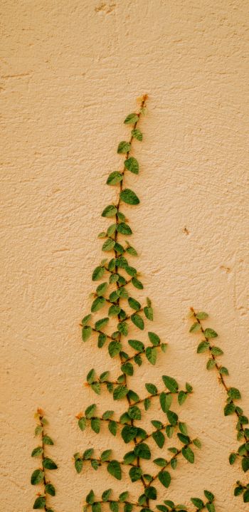plant, hops Wallpaper 1080x2220