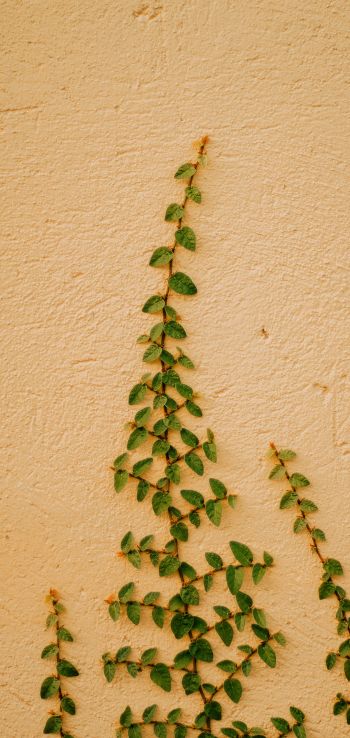 plant, hops Wallpaper 720x1520