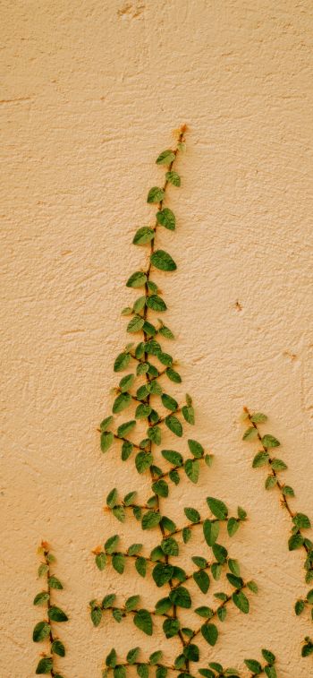 plant, hops Wallpaper 1242x2688