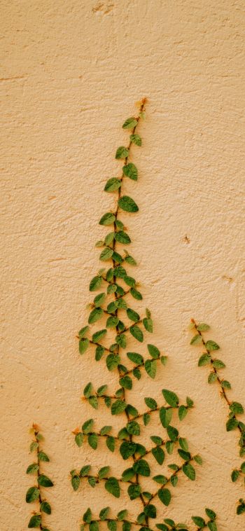 plant, hops Wallpaper 1080x2340