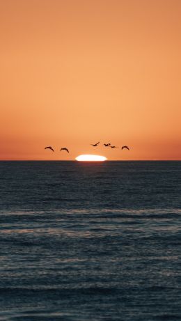 sea, sunset, seagulls Wallpaper 640x1136