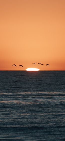 sea, sunset, seagulls Wallpaper 1080x2340