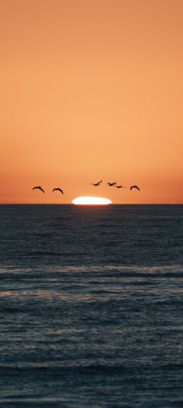 sea, sunset, seagulls Wallpaper 1440x3200
