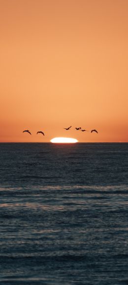 sea, sunset, seagulls Wallpaper 1080x2400