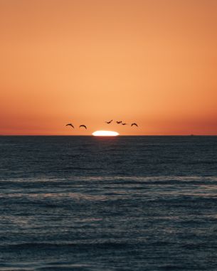 sea, sunset, seagulls Wallpaper 4457x5571