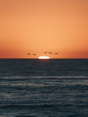 sea, sunset, seagulls Wallpaper 2048x2732