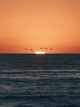 sea, sunset, seagulls Wallpaper 1536x2048