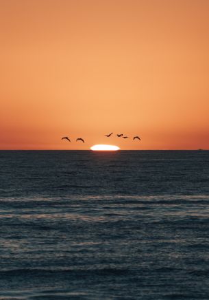 sea, sunset, seagulls Wallpaper 1668x2388