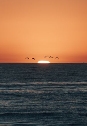 sea, sunset, seagulls Wallpaper 1640x2360