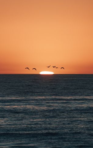 sea, sunset, seagulls Wallpaper 1752x2800