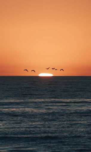 sea, sunset, seagulls Wallpaper 1200x2000